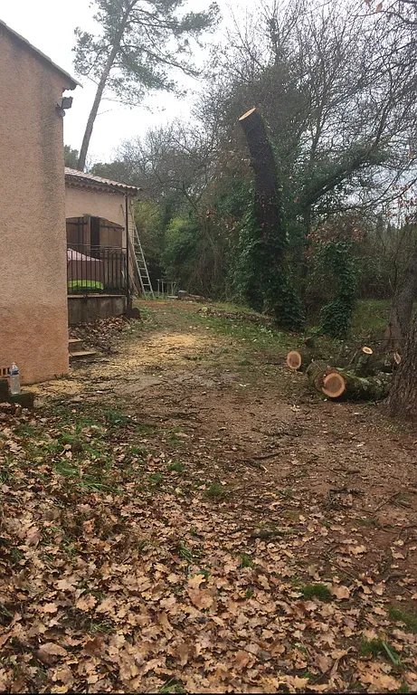 Abattage près de Nice