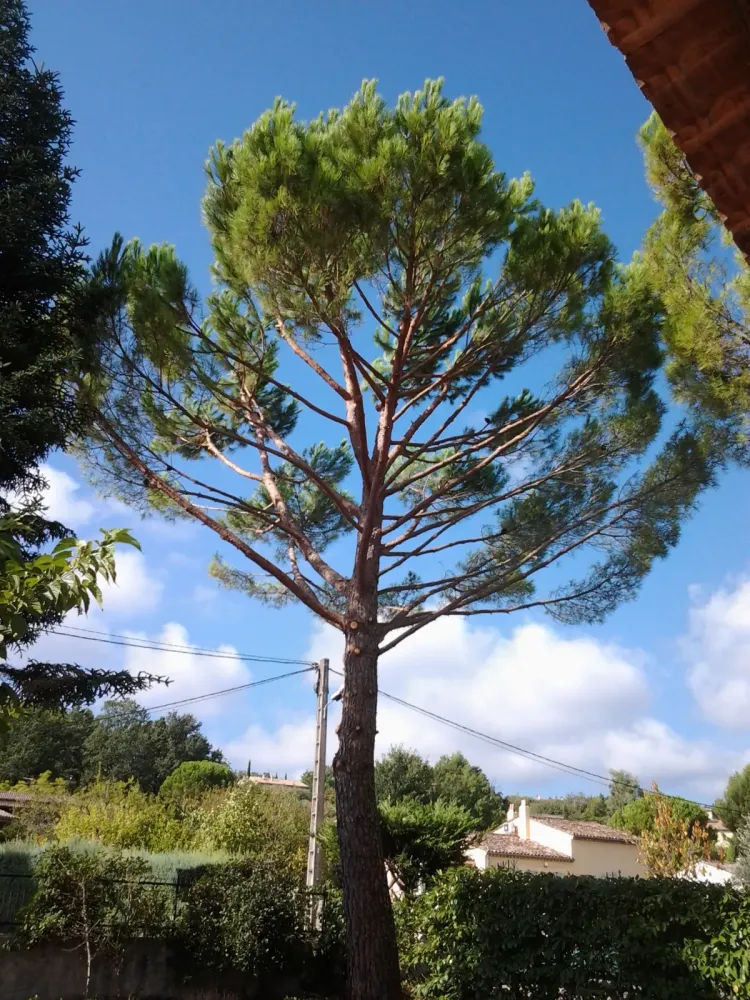 Débroussaillage près de Nice
