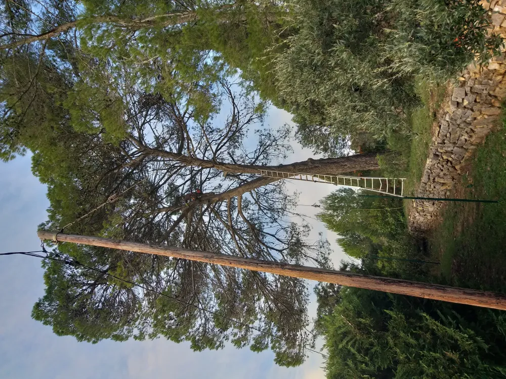 Travaux forestiers près de Nice