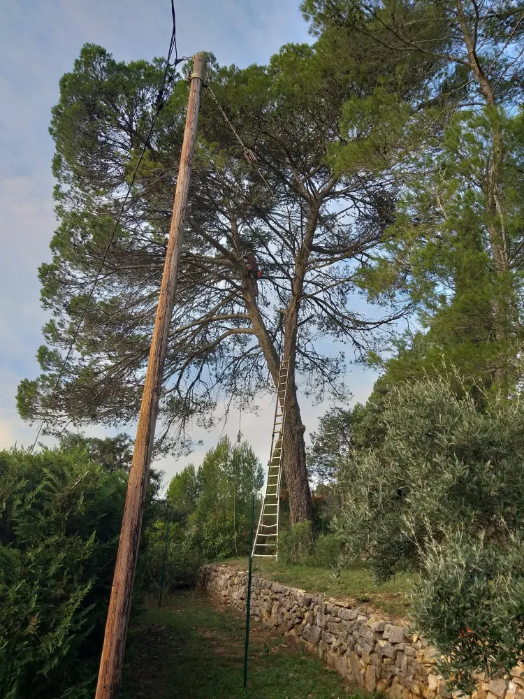 Entretien espaces verts près de Nice